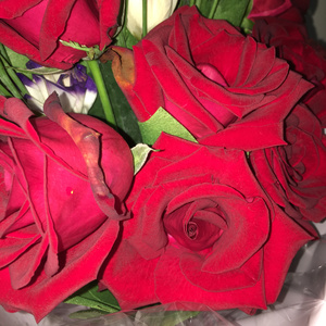 黄视频在线观看免费视频
